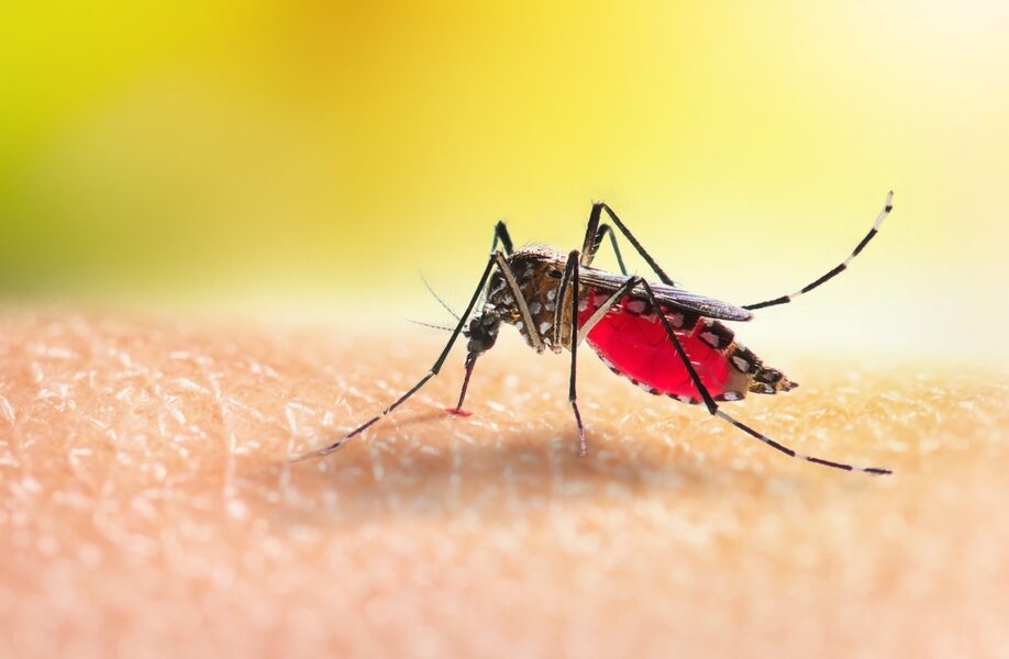 zanzare dengue