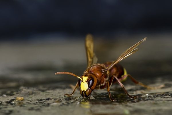 vespa orientalis